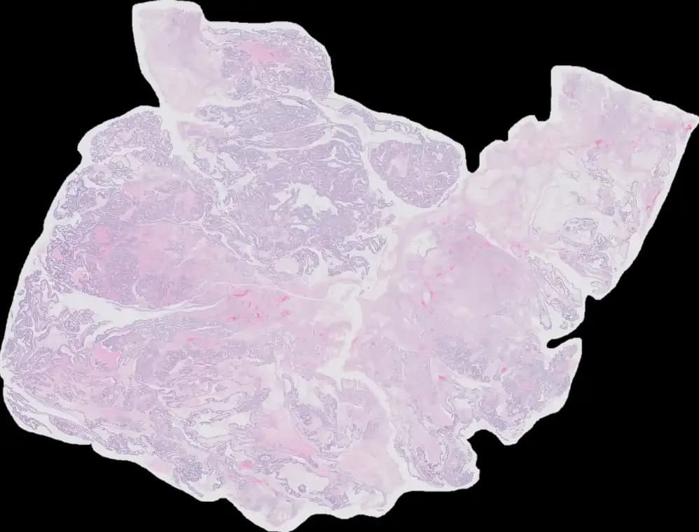 Histologisches Schnittbild