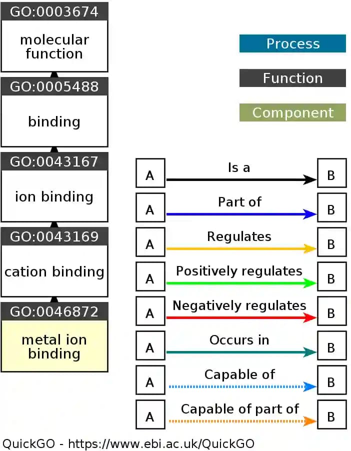Einfache Gene Ontology für Metallionenbindung