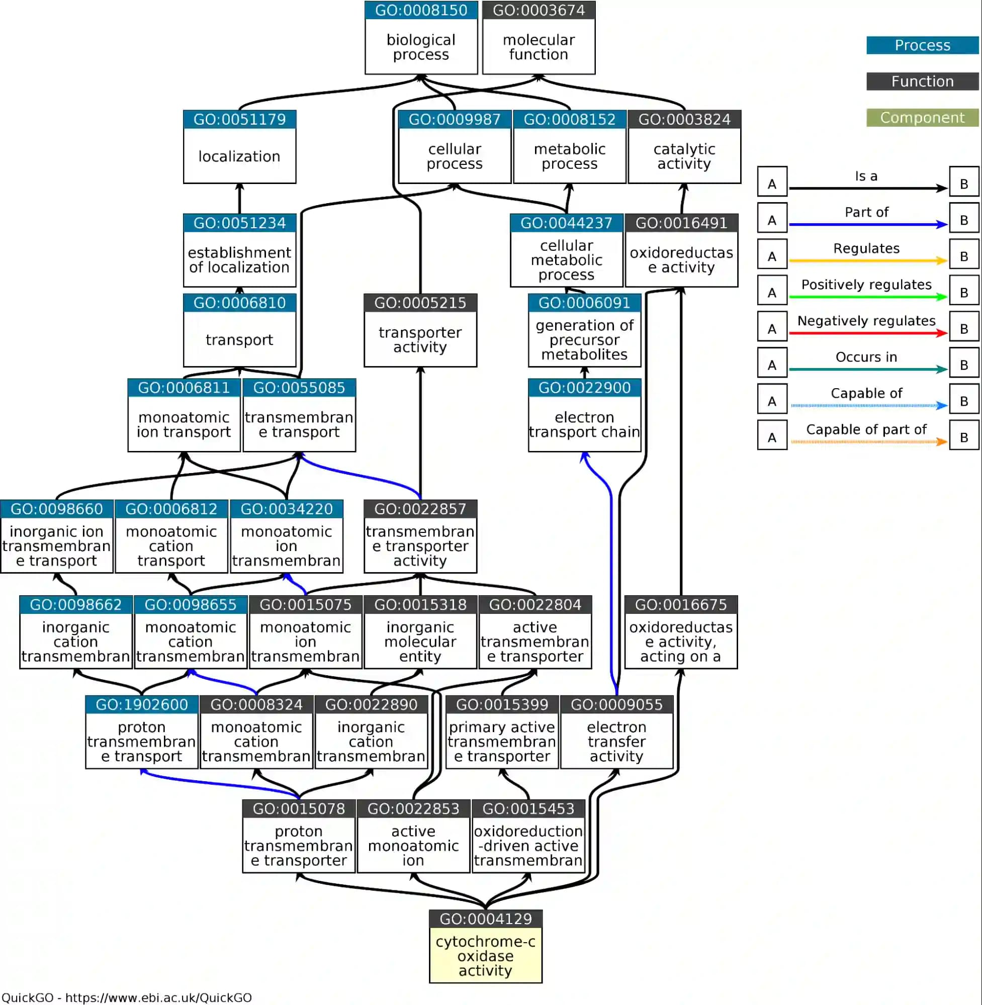 Komplexere Gene Ontology für CytC Oxidase Aktivität