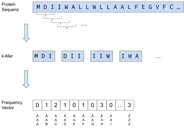 Prozess zur Berechnung von k-Mers basierend auf der Proteinsequenz
