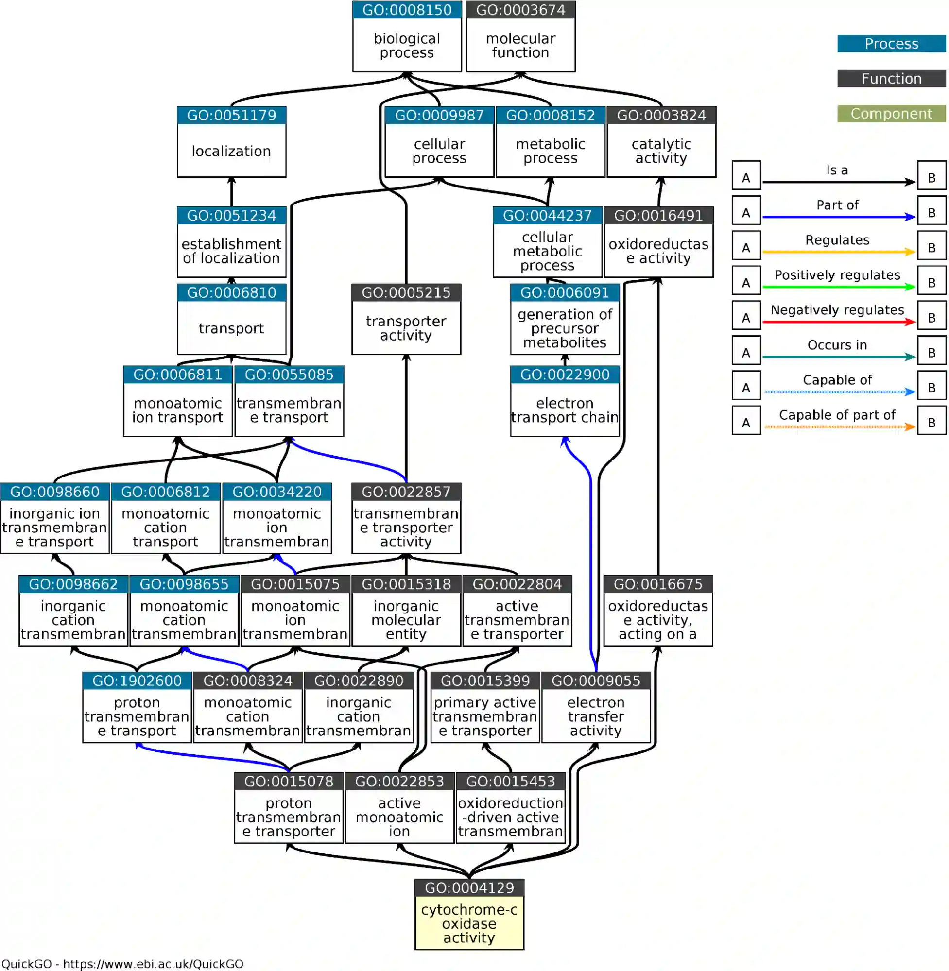 GO Term Diagramm von cytochrome-x oxidase